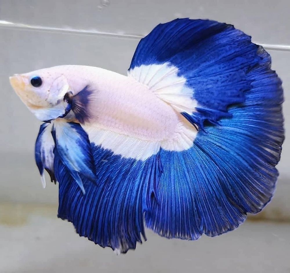 Tips Mudah Merawat Ikan Cupang Biar Gak Gampang Mati dan Tetap Cantik Tips Mudah Merawat Ikan Cupang