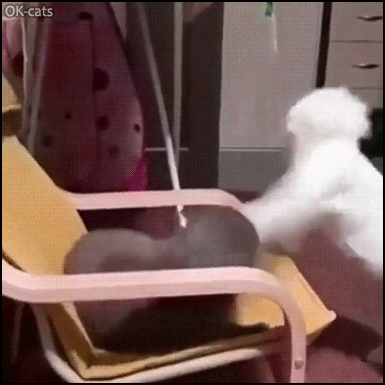 Funny Cat GIF • 2 cats fighting in a funny way! Slapping machines in action haha Funny Cat GIF • 2 cats fighting in a funny way! Slapping machines in action haha