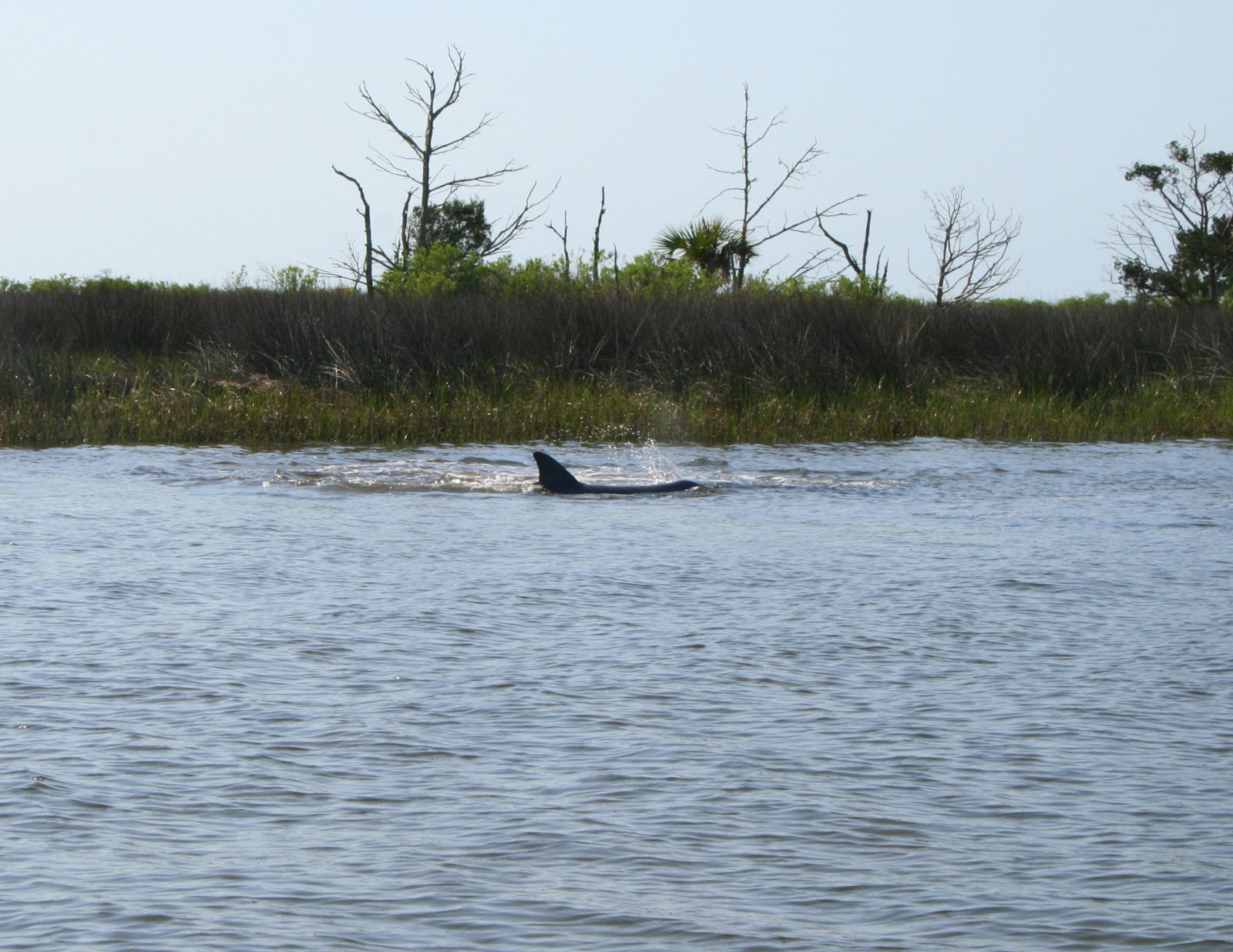 Florida Gheenoe Fishing Springtime Stoney Bayou Dolphins (St. Marks, FL)