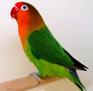 Fakta Unik Burung Lovebird Kicau Mania