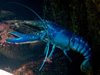 Lobster photos