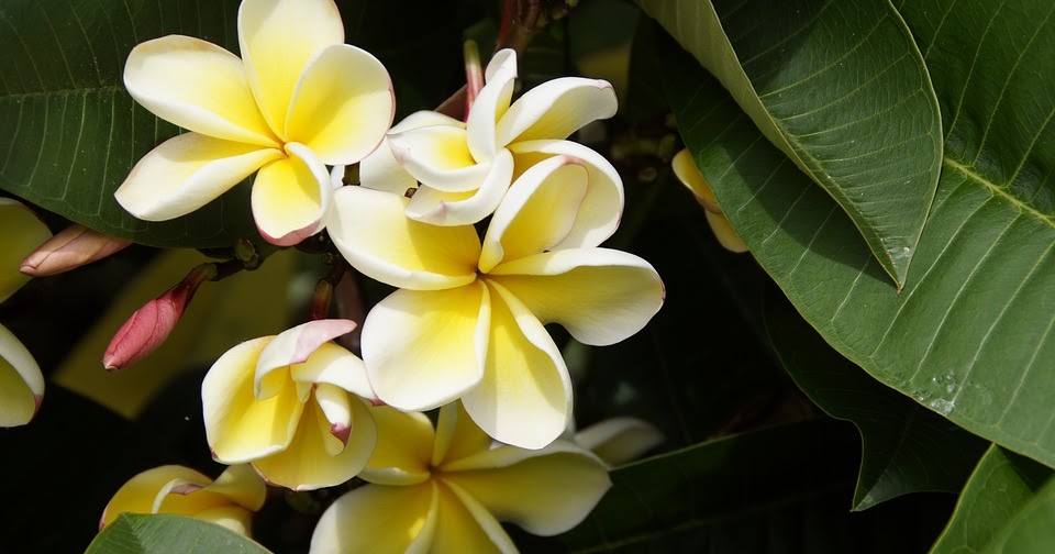 Where do frangipani flowers come from? fasa flora