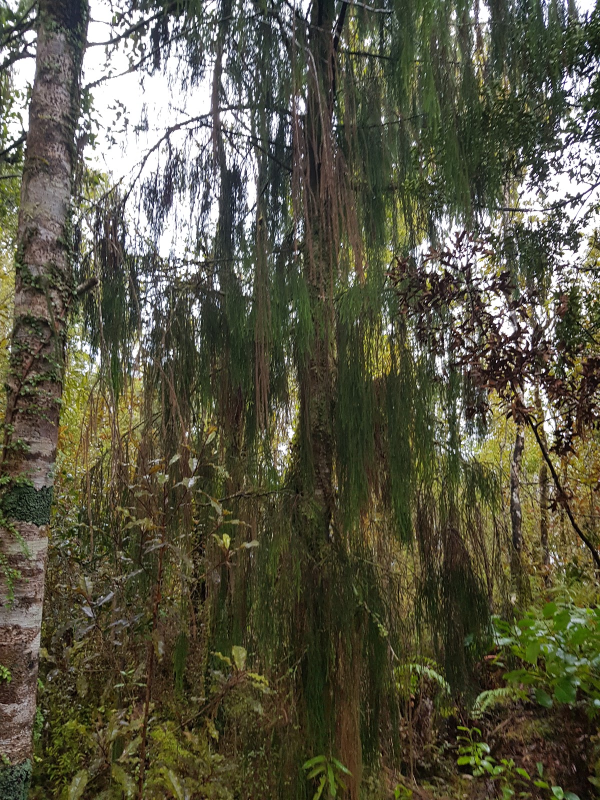 Tramping in the New Zealand backcountry NZ Bush Adventures Hokitika