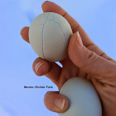Uova di pollo congelate in inverno