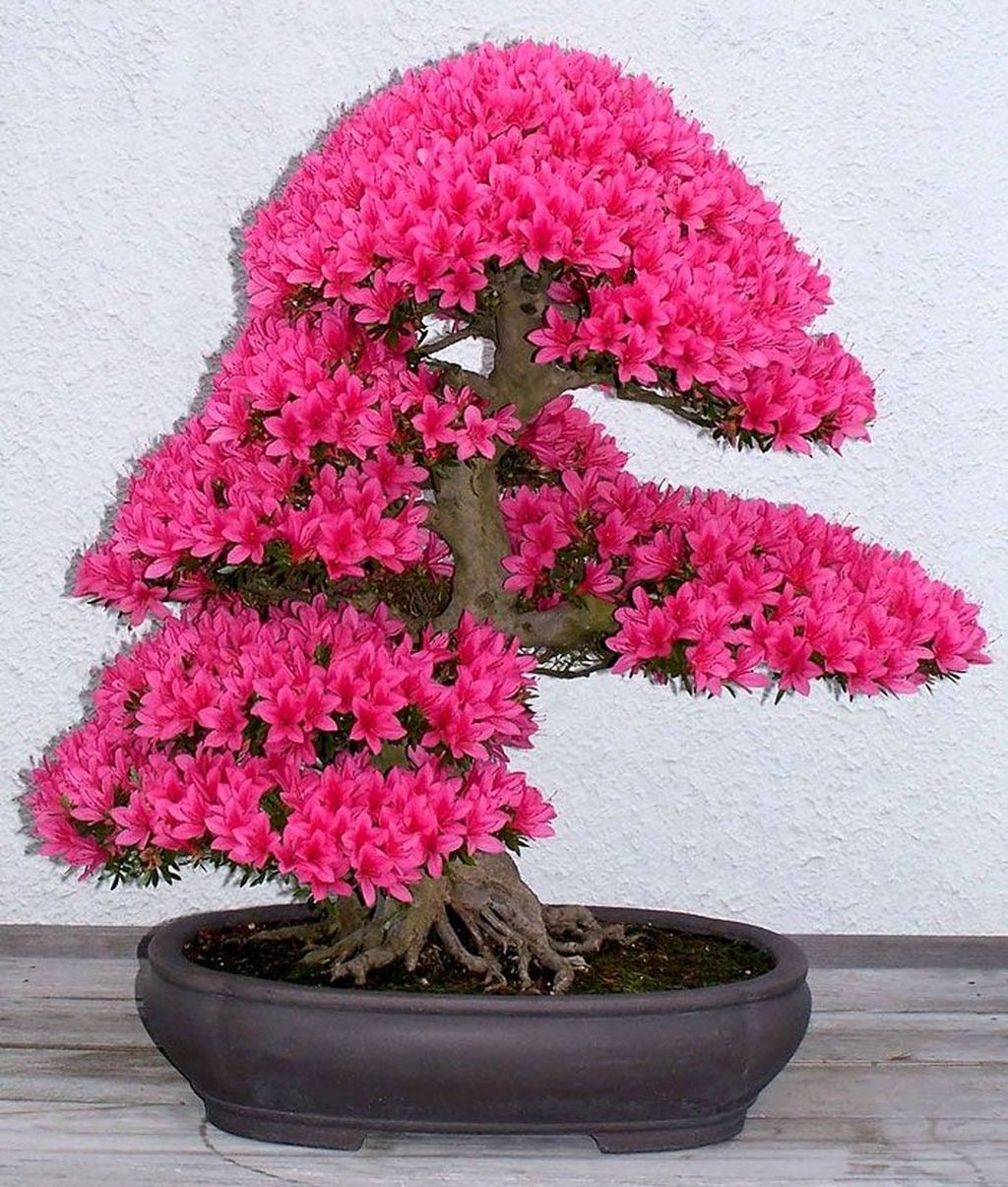 45+ Unique Bonsai Trees Gardening Ideas For Backyard ARA HOME