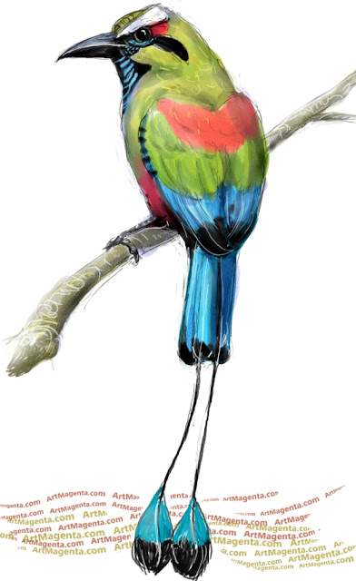 Turquoise-browed motmot sketch painting. Bird art drawing by illustrator Artmagenta