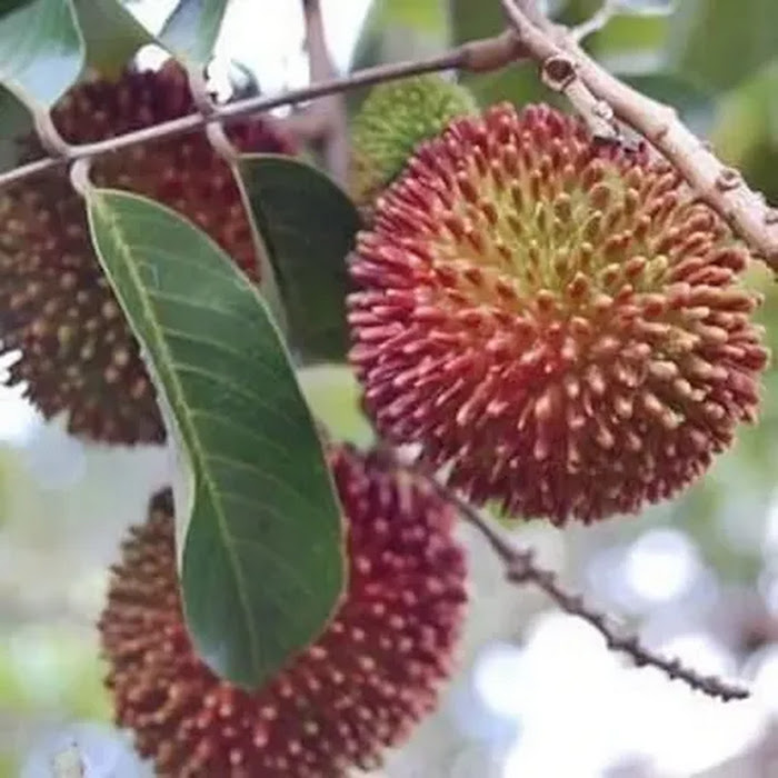 Pohon Rambutan