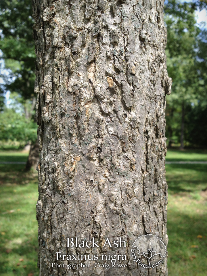 Early Forest Tree Photography and Information Black Ash Bark