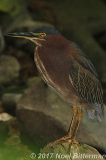 Green Heron