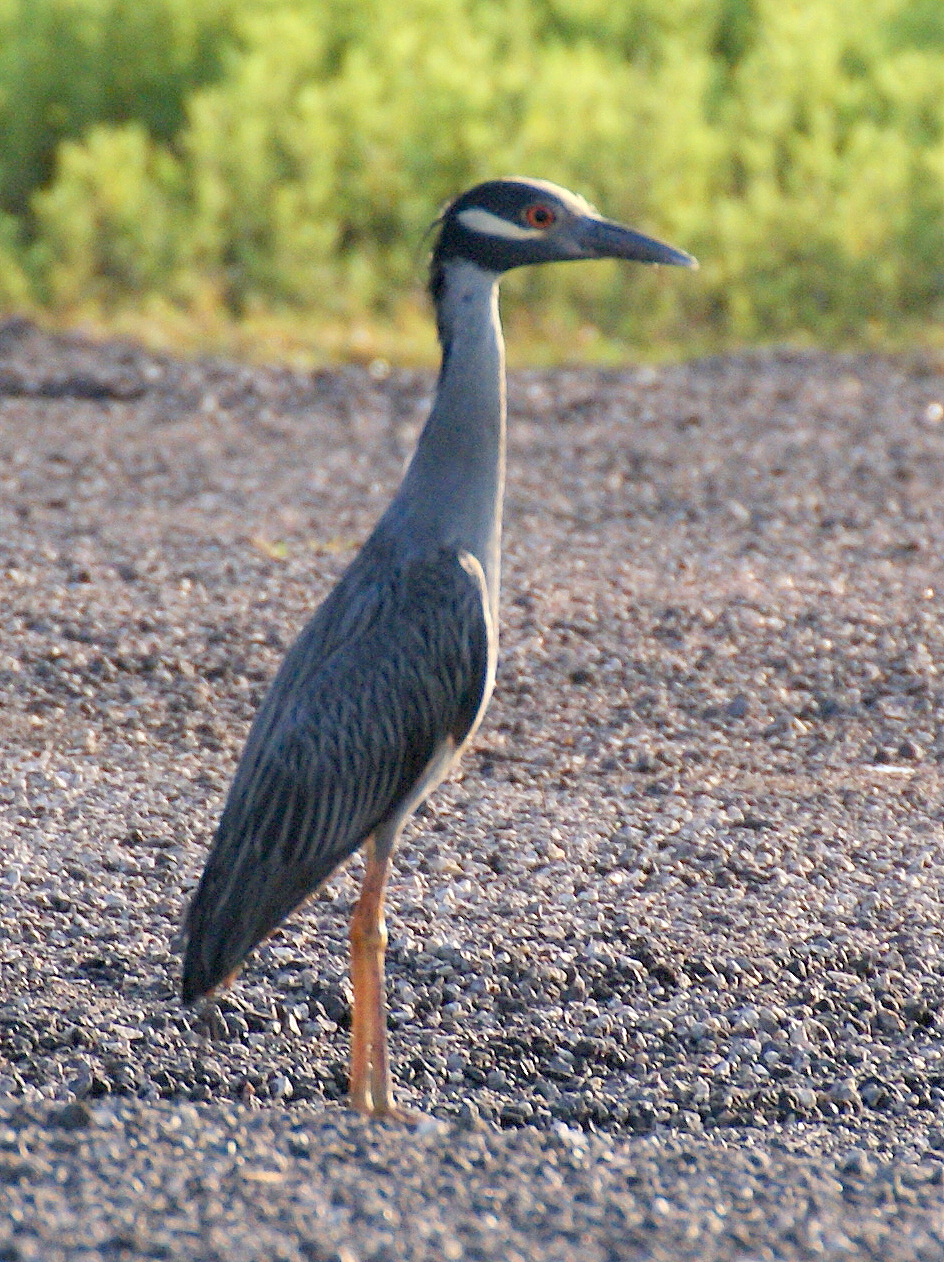 SE Texas Birding & Wildlife Watching Sheldon Lake