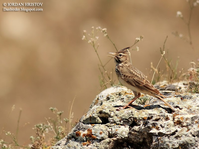 Crested Lark photography in Bulgaria