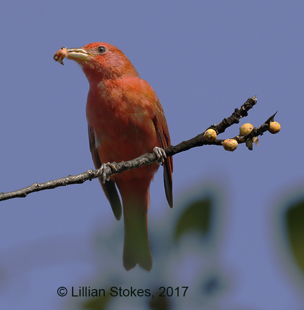 stokes birding blog migration april 2017 look who is stokes birding blog migration april 2017 look who is