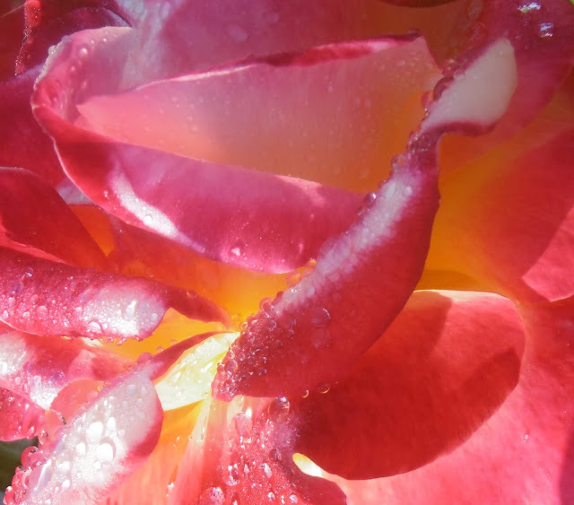 Rose rose & rosée, Bergerac, malooka