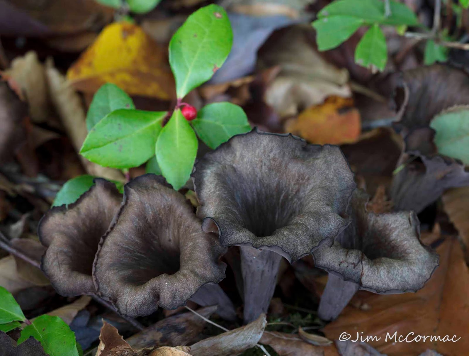 Ohio Birds and Biodiversity Black Trumpets