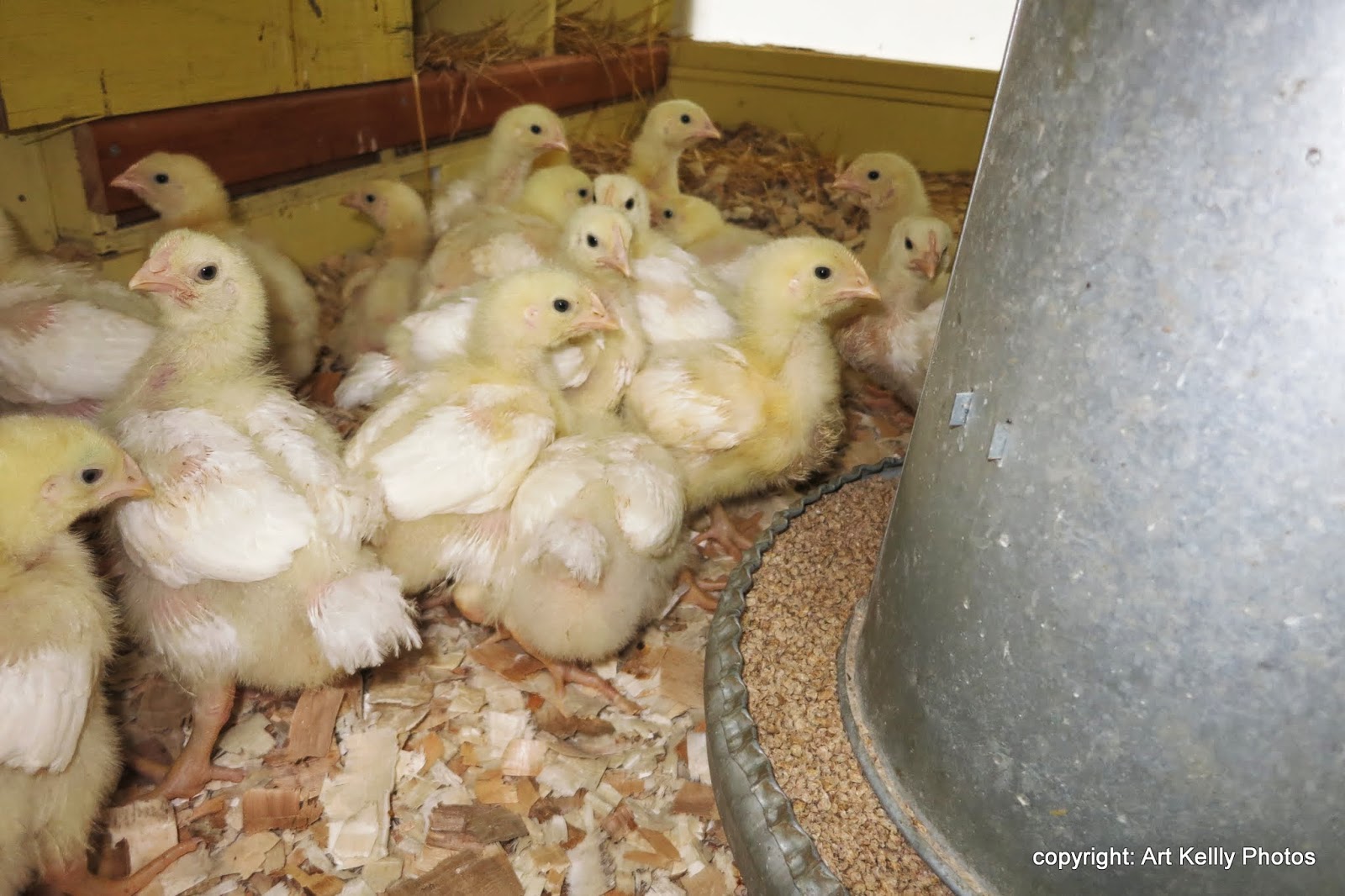 Living Off Grid 45.05 N, 77.85 W MEAT BIRDS HAVE ARRIVED