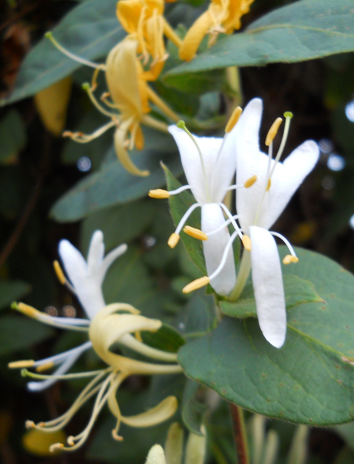 Oddball Observations HONEYSUCKLE ROSE