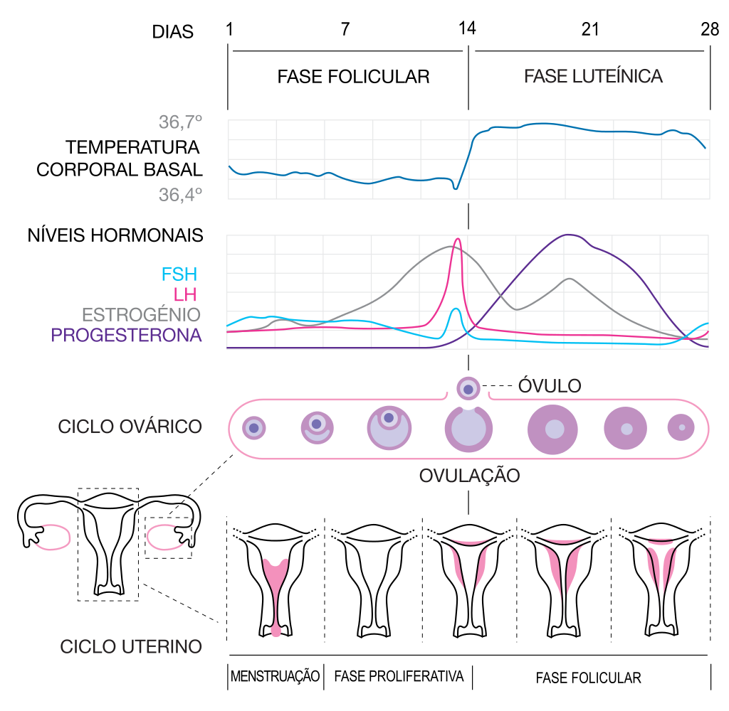 My Fashion Insider Momento Médico Ciclo Menstrual, Menstruação & afins