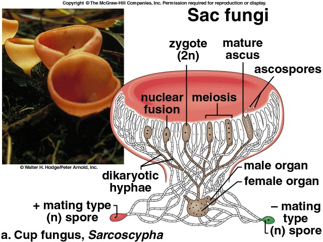 Pembahasan Soal Biologi Sma Kelas 10 Tentang Jamur Soal B Myrightspot Com