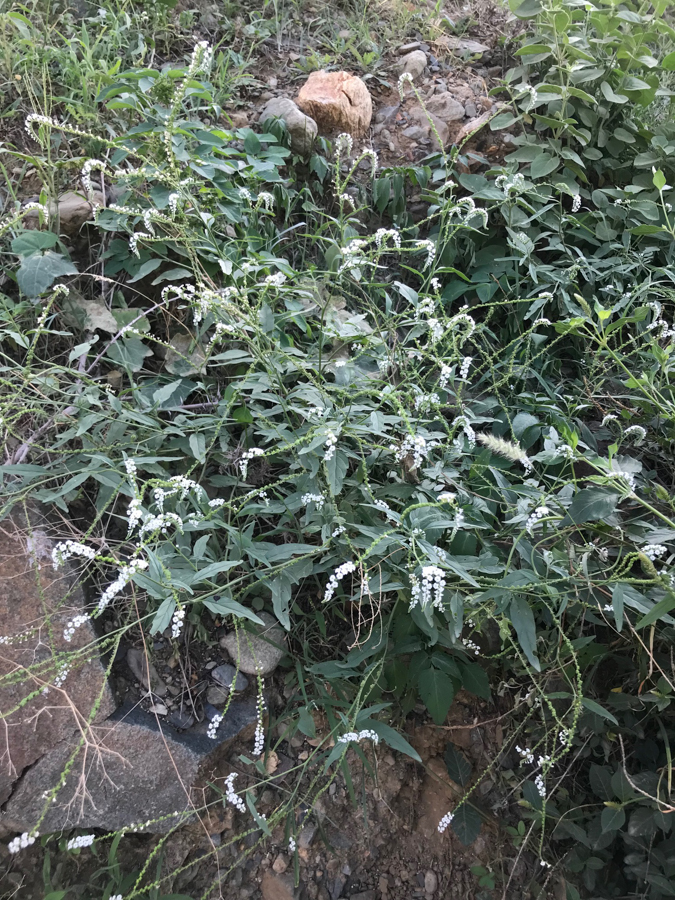 Birds of Saudi Arabia Heliotropium dolosum Raydah