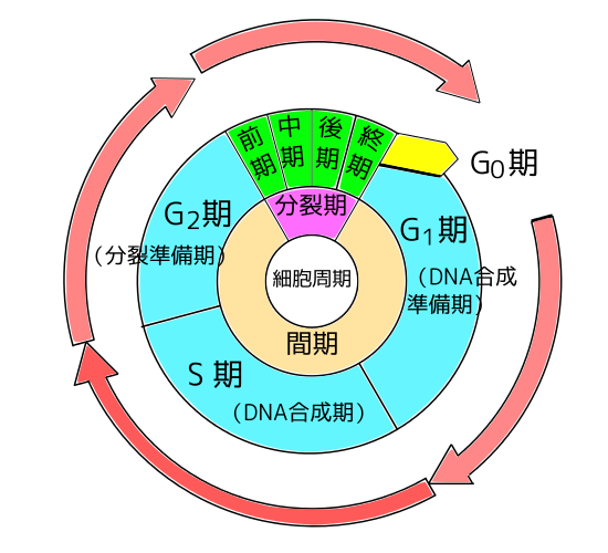 健康生活館