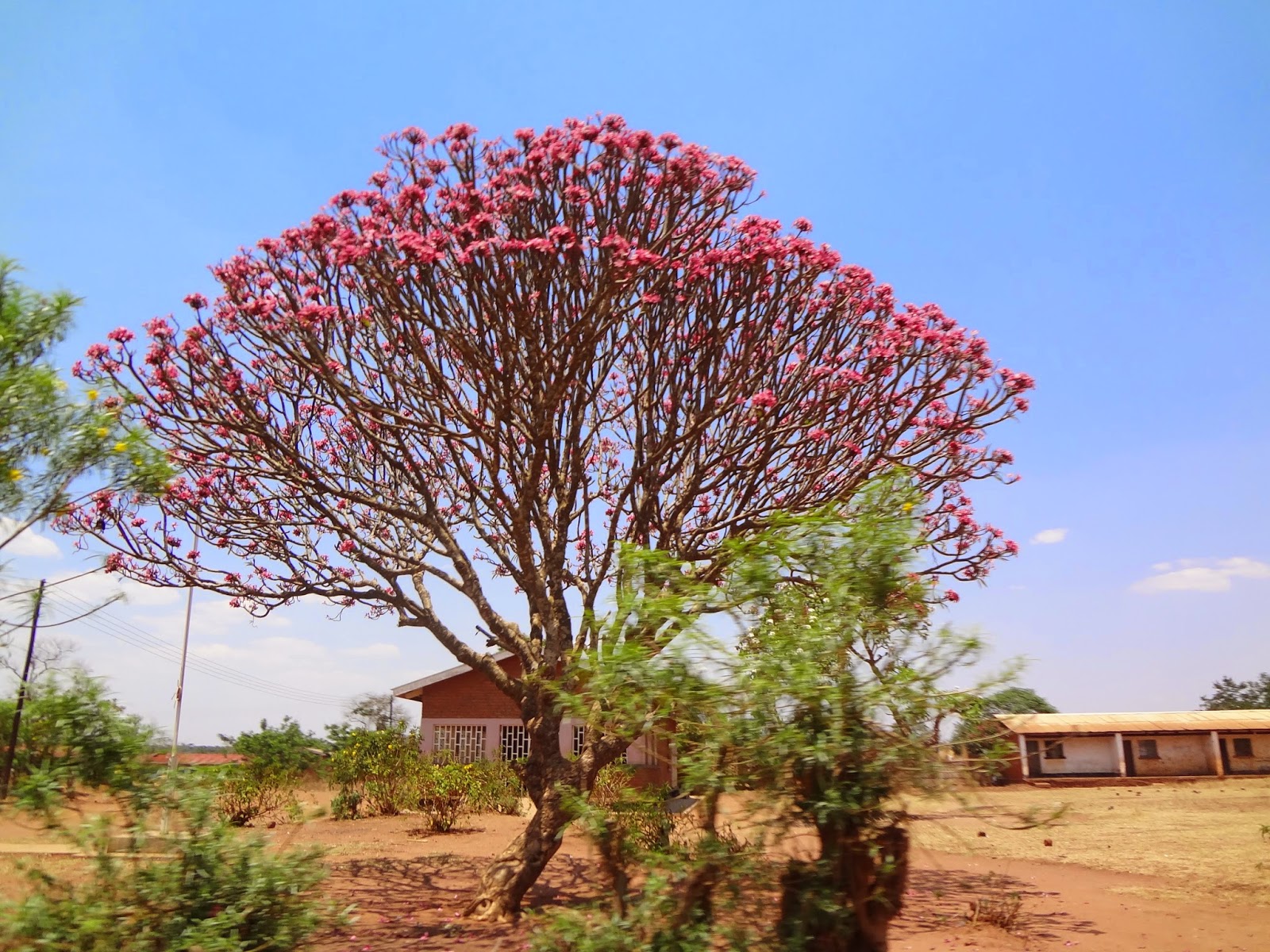Bodilys on a mission in Zambia Lusaka...: Grandma's trees of Zambia and ...