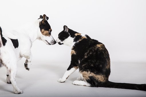 Comparaison entre les chiens et les chats