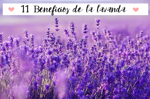 Beneficios de la lavanda