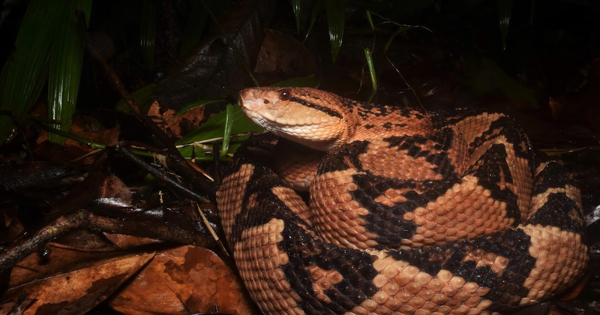 The Bushmaster/Mapepire Zanana (Lachesis Muta), A Unique and Highly Special...