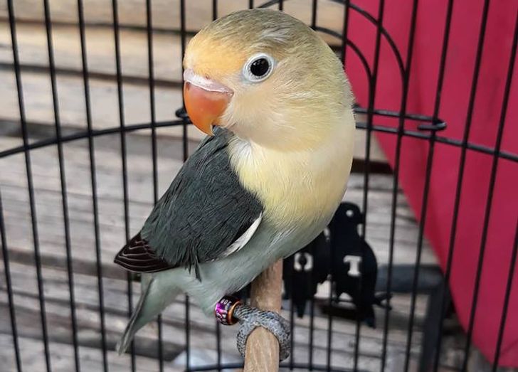 Harga Lovebird 2019 Terbaru Update Harga Lovebird Biola
