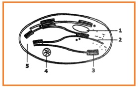Soal Essay Metabolisme Sel Biologi