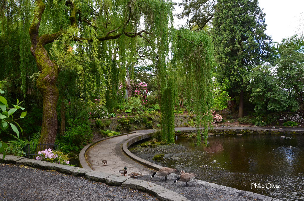 Crystal Springs Rhododendron Garden (Portland, Oregon)