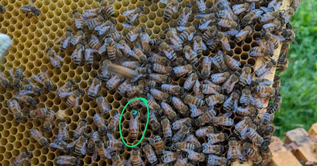 What Should I Be Doing With My Bees This Month? Two Queens in a hive