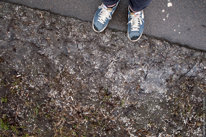 Влияние поваренной соли применяемой в противогололедных смесях на растения газонов проект