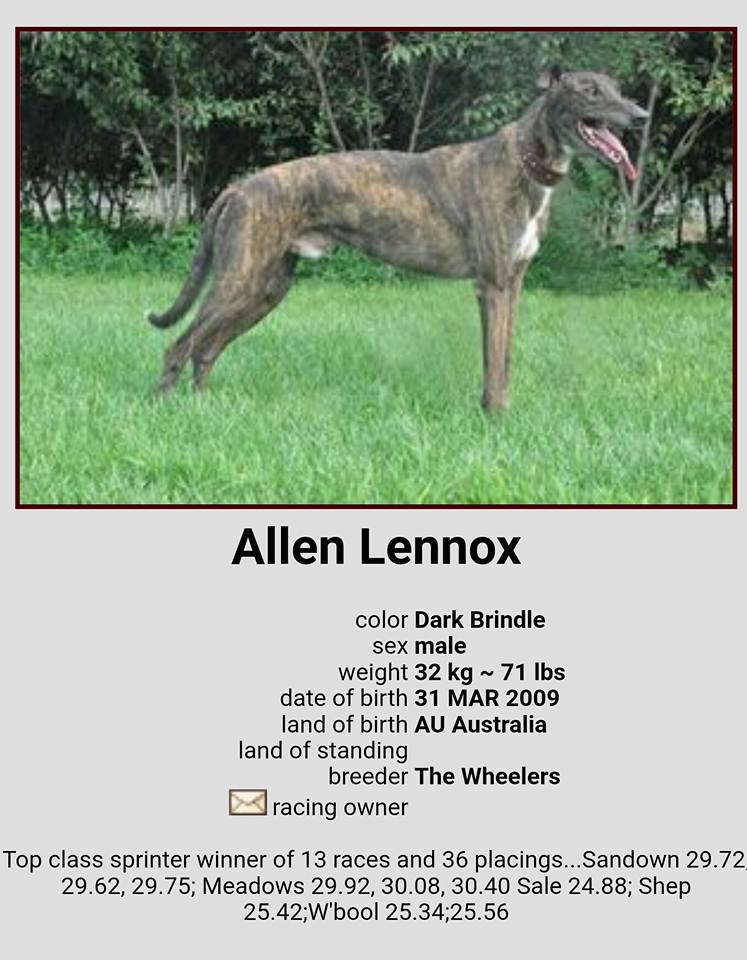 australian greyhound sales