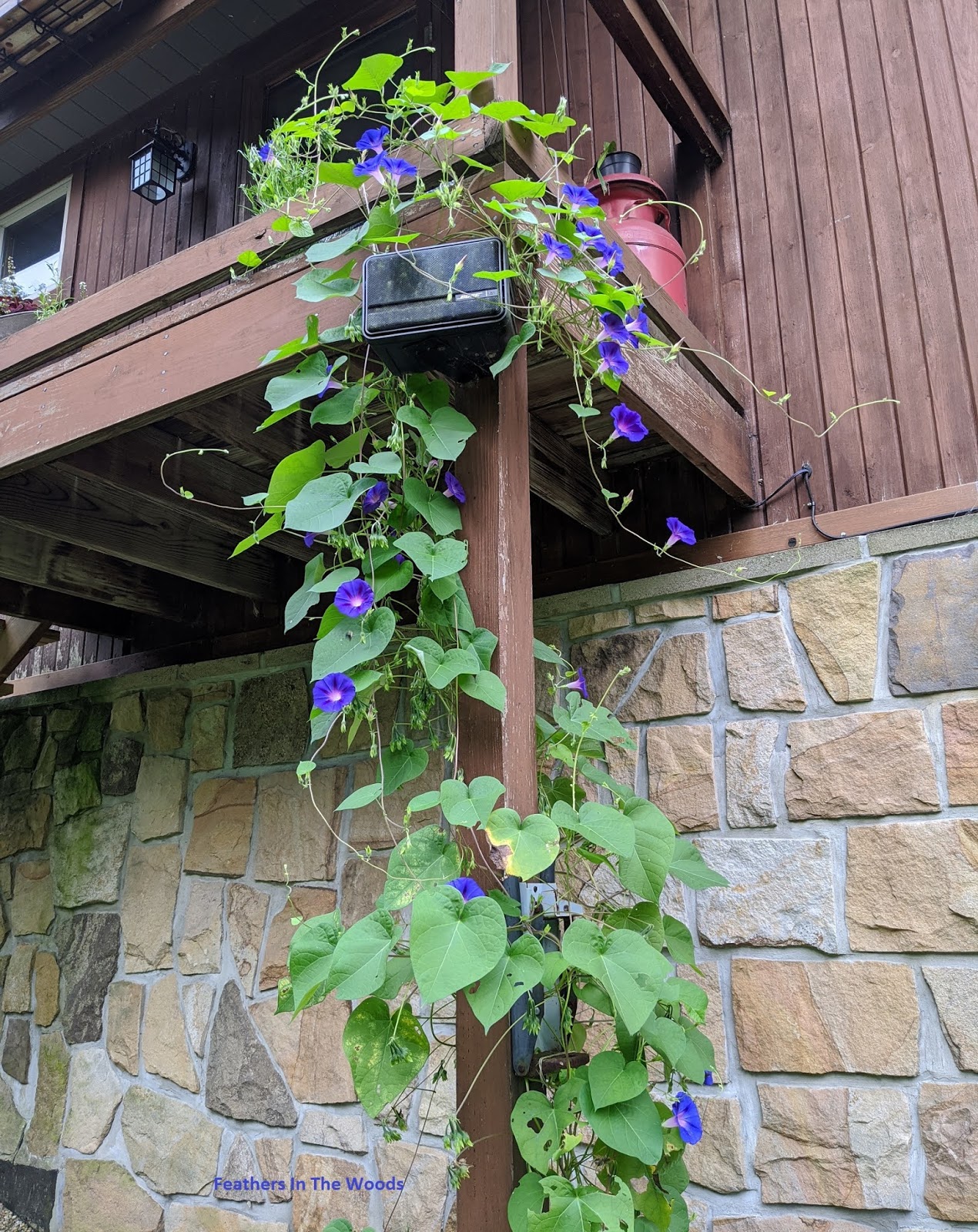 How to grow morning glories Feathers in the woods