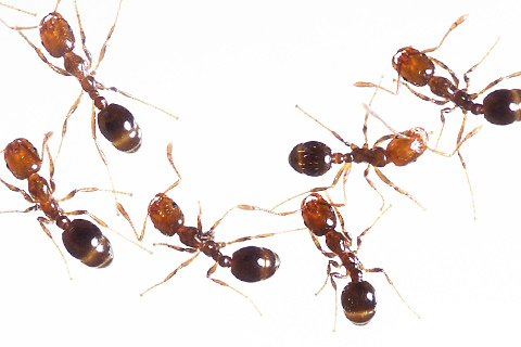Aphid infestation Alpharetta Ga and ants