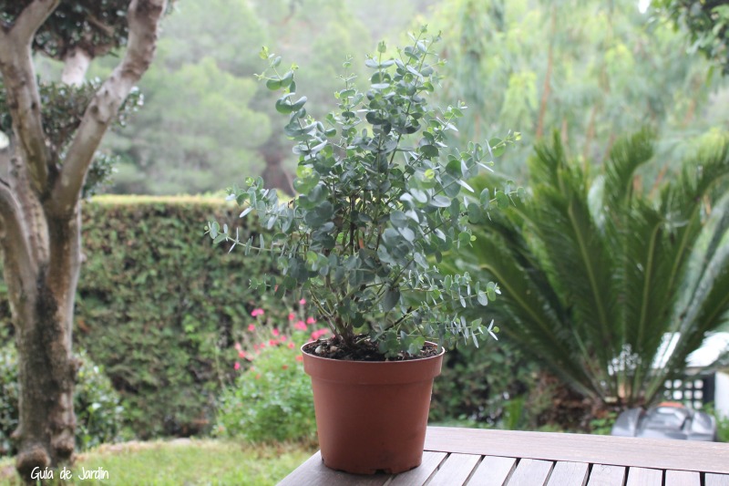 Plantas Medicinales Hoja De Eucalipto Para Que Sirve Plantă Blog