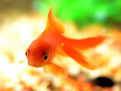 different gold fish different gold fish