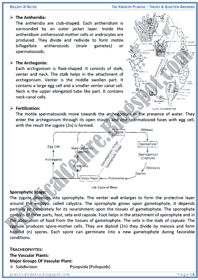 Kingdom Plantae - Theory And Questions Answers - Biology XI