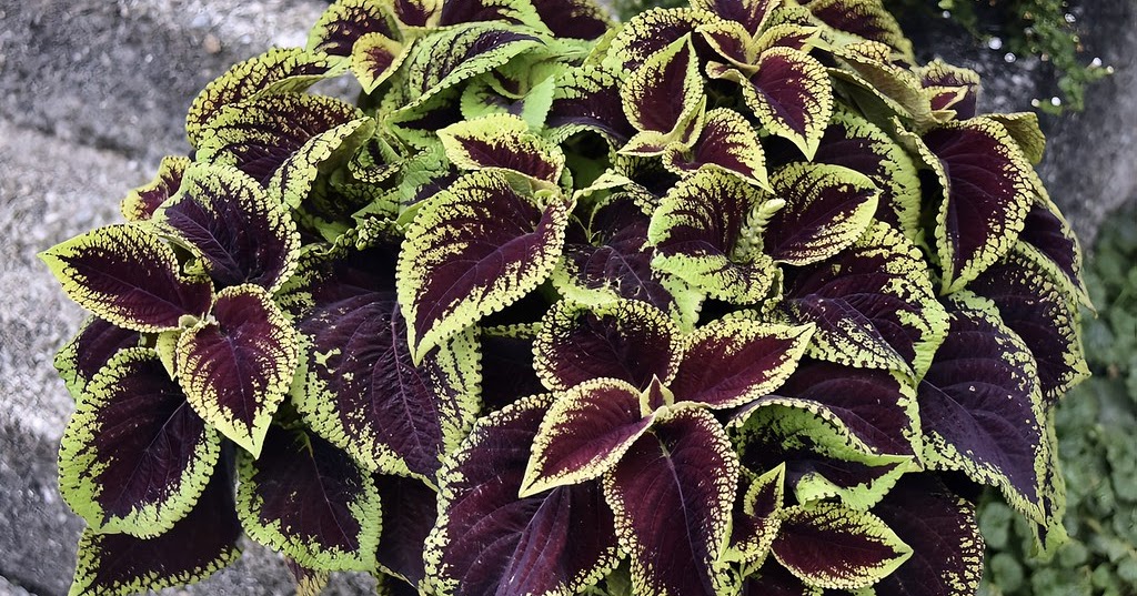 Kong Coleus care and culture Travaldo's blog