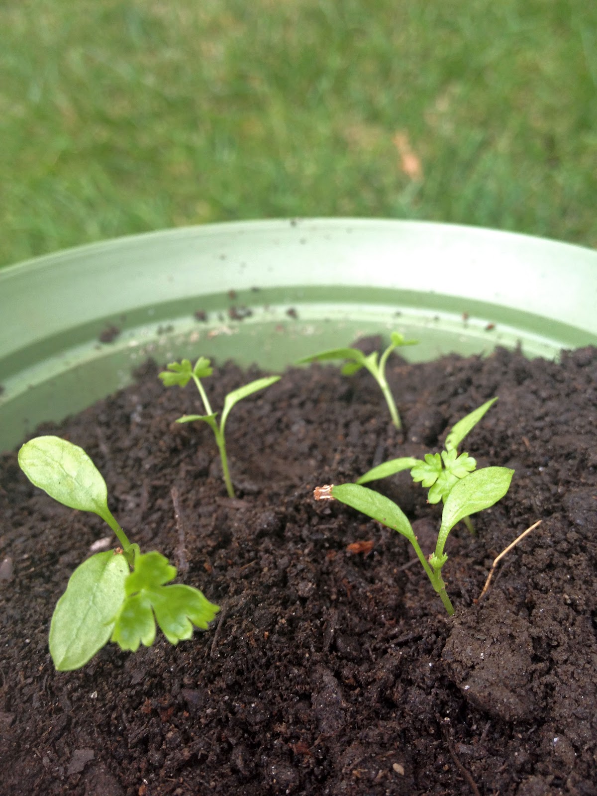 Starting Small and Growing Tall Parsley from Seeds