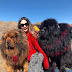  Tibetan Mastiff The Most Expensive Dogs In The World I Chinese Bear Dog