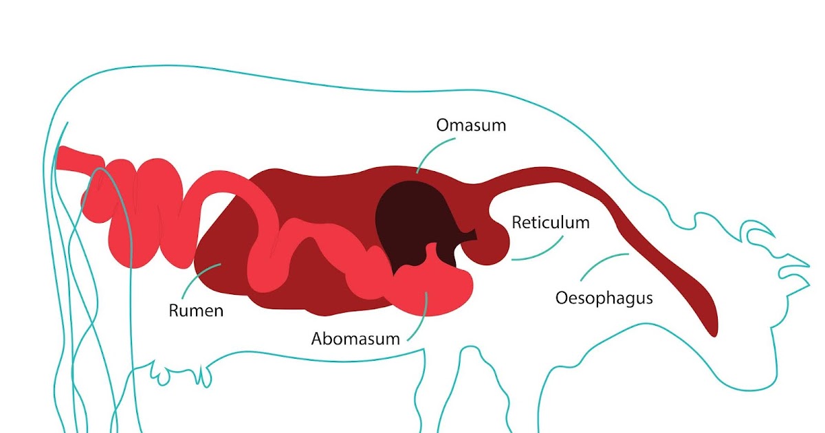 Perbedaan Hewan Ruminansia Dan Nonruminansia Veterinarii Medicinae
