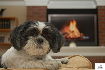 How long do shih tzu poodles live – How to Increase Shih Tzu Lifespan