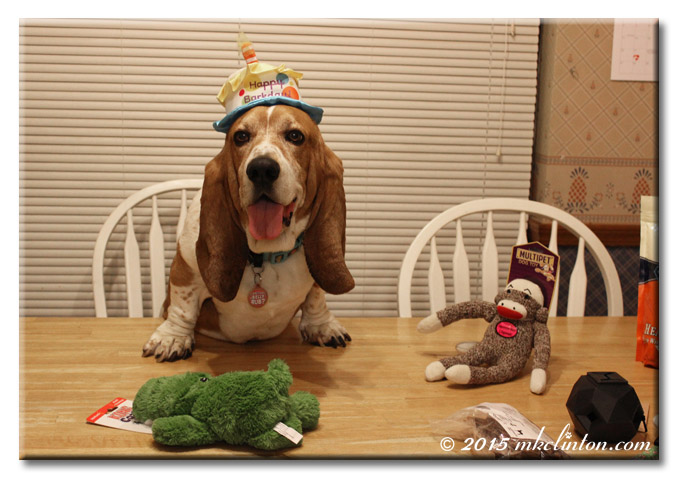 Bentley Basset smiling in his birthday hat.