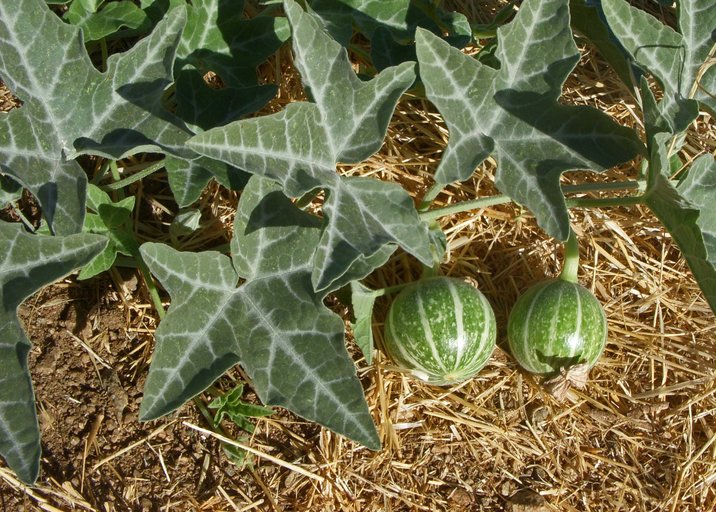 Are any pumpkins poisonous? Which pumpkins can you eat?