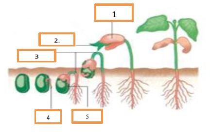 Pada embrio biji terdapat calon akar yang disebut dengan