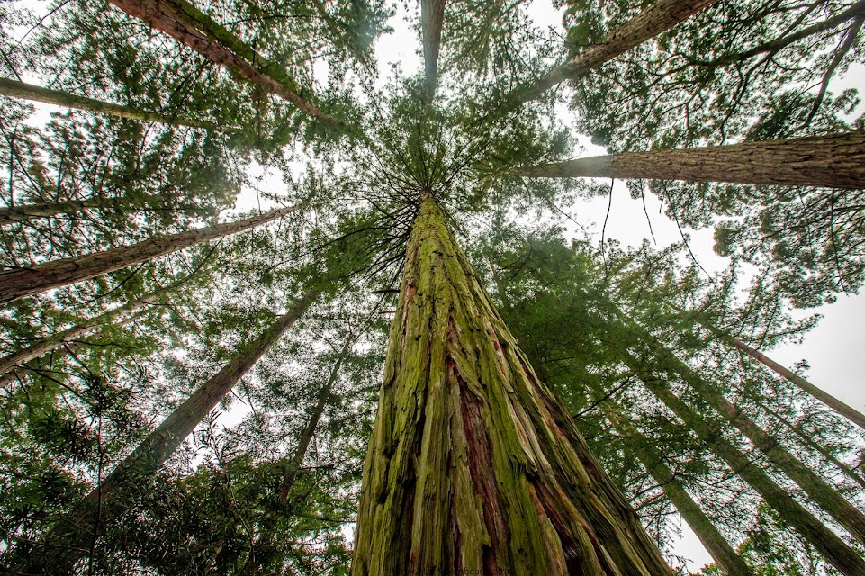 Champion Tree, Californian Redwood Trees, Grootvadersbosch Nature Reserve, Cape Nature, Hiking, Birding, Mountain Biking
