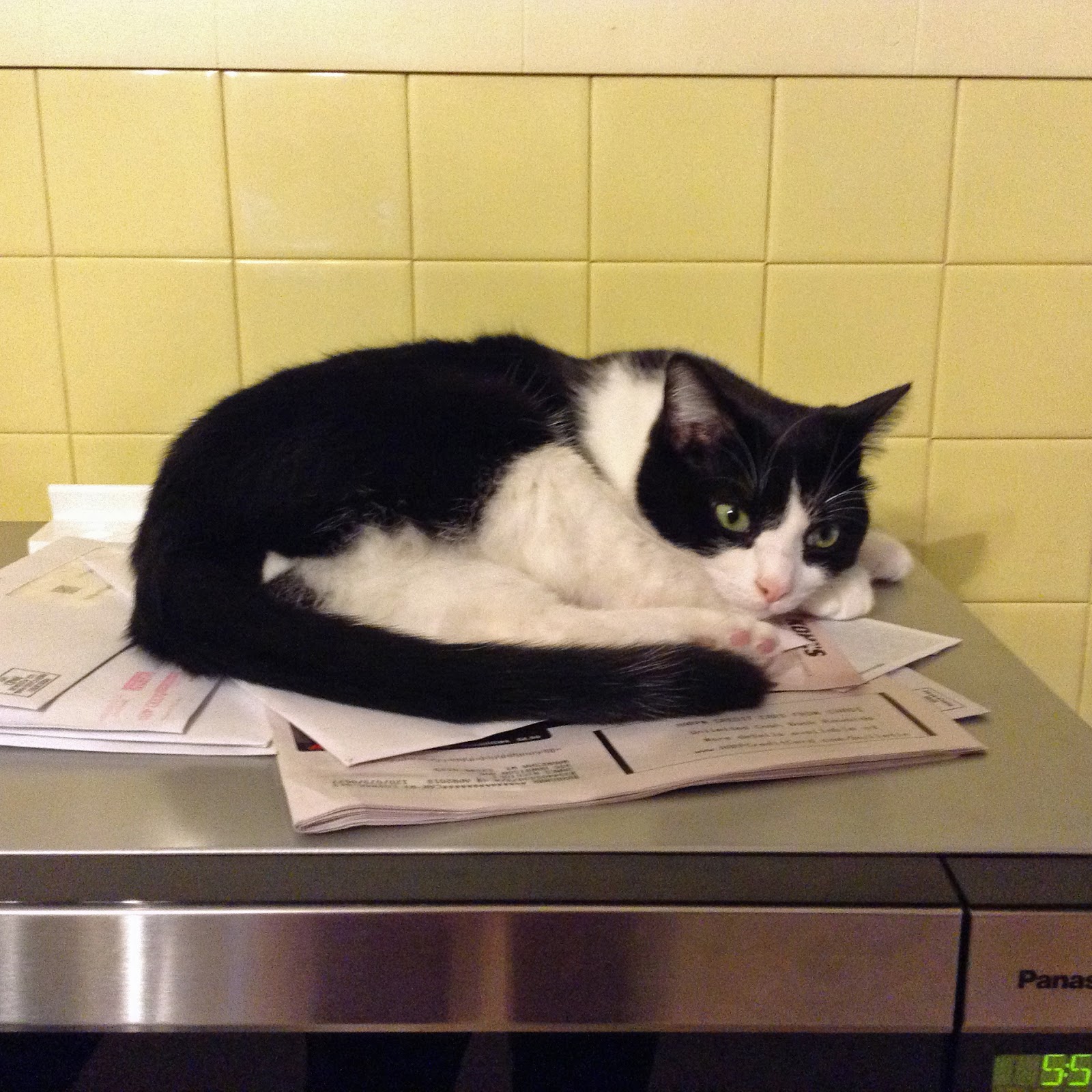 It's all about the cats! Warm microwave=nice place to nap