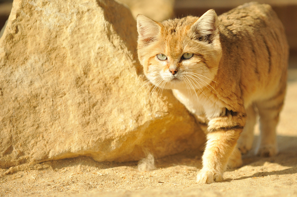 Кошка пустыни. Барханный кот. Песчаная барханная кошка. Животные пустыни барханный кот. Барханная кошка (Песчаная кошка).